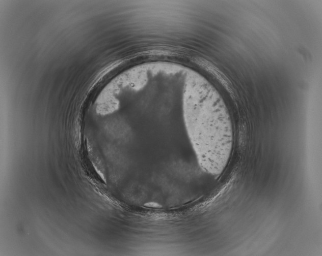 X0000111580829200908131317