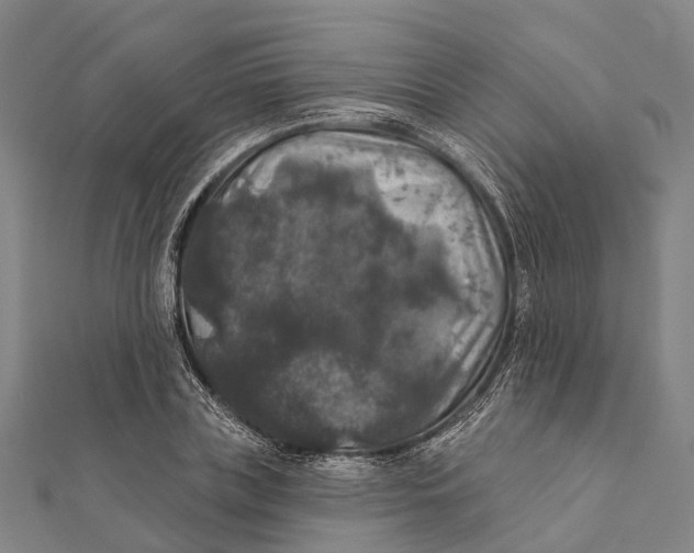 X0000111580835200908131317