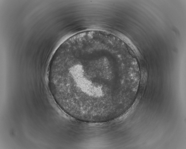 X0000111580908200908131316