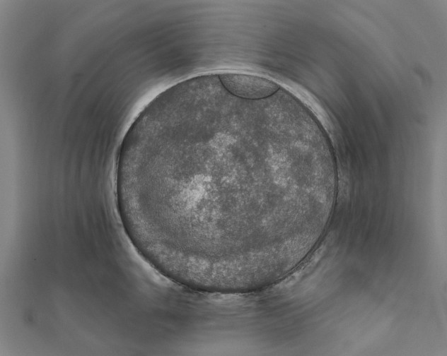 X0000111581006200908131314