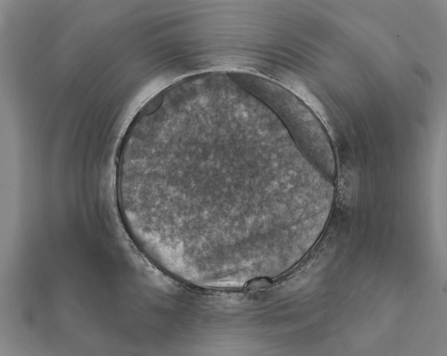 X0000111581096200908131313