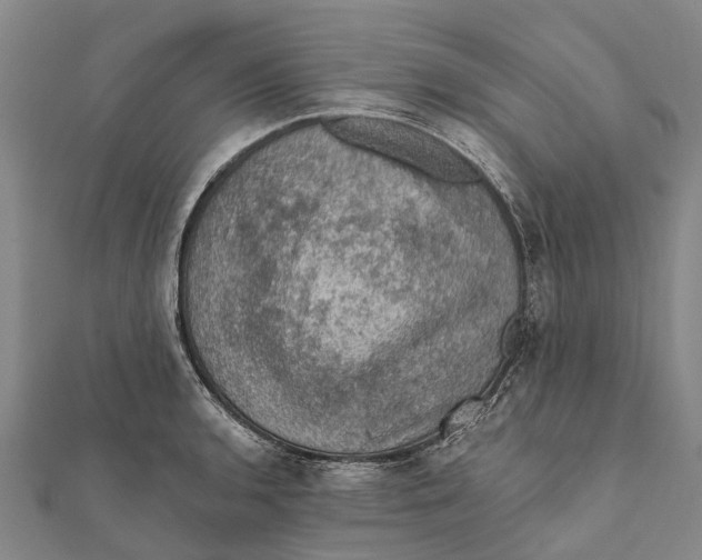 X0000111581136200908131313