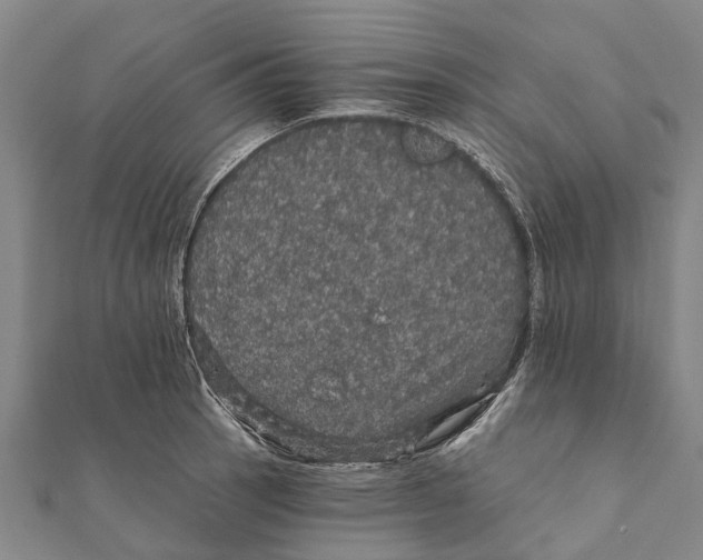 X0000111581137200908131313