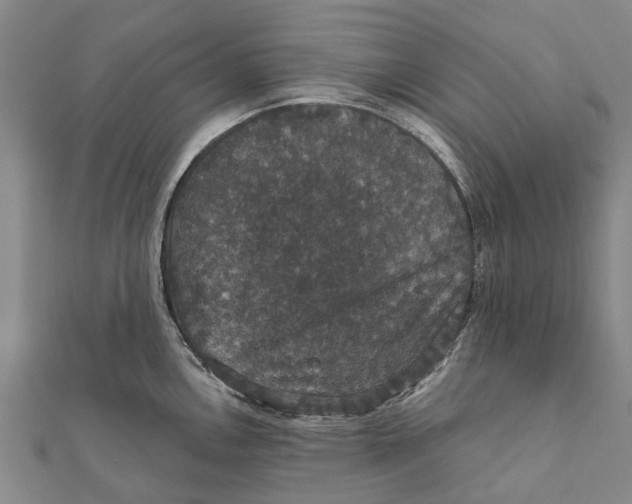 X0000111581146200908131313