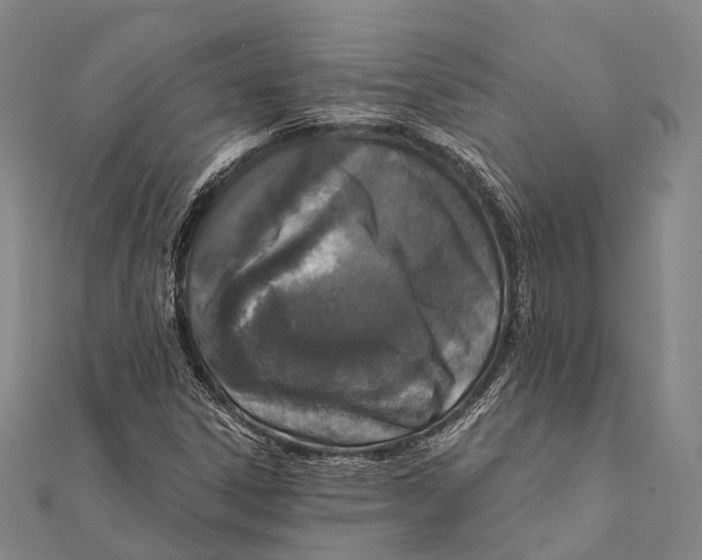 X0000111581306200908131310