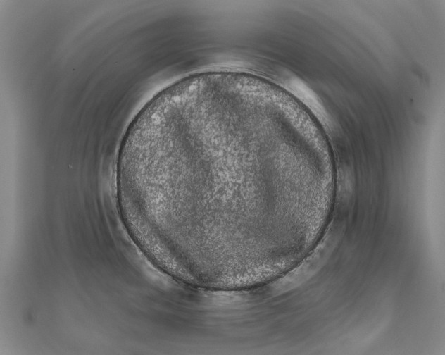 X0000111581436200908131309