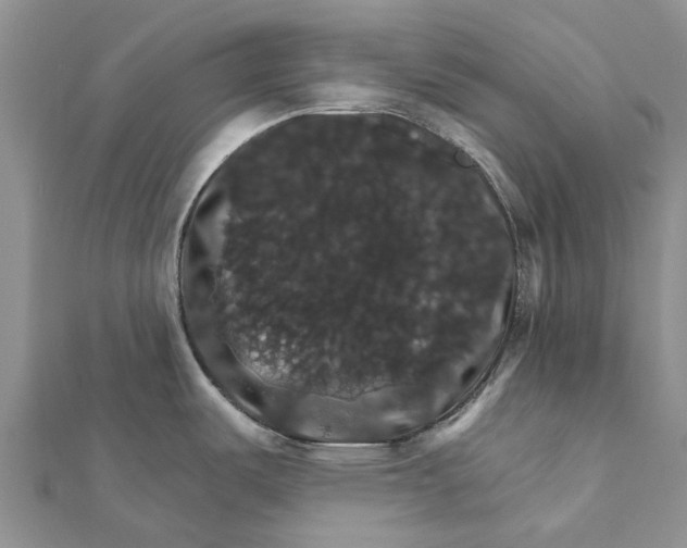 X0000111581487200908131308