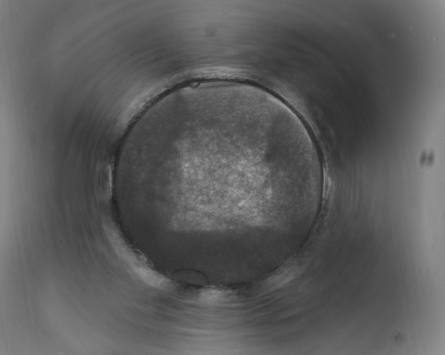 X0000111580109200908271045