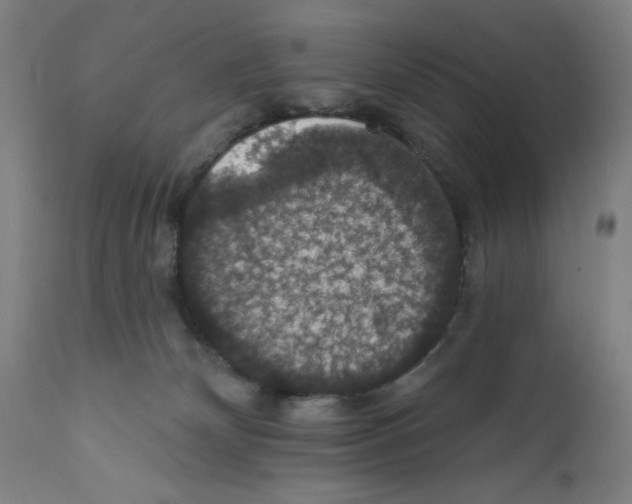 X0000111580132200908271045