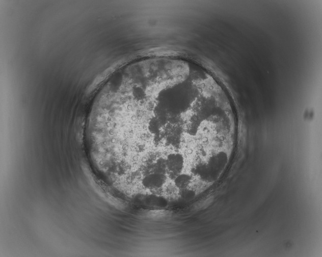 X0000111580153200908271044