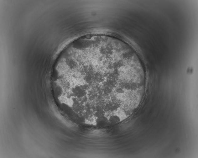 X0000111580155200908271044