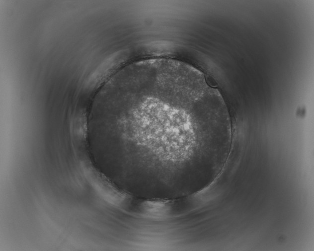 X0000111580170200908271044