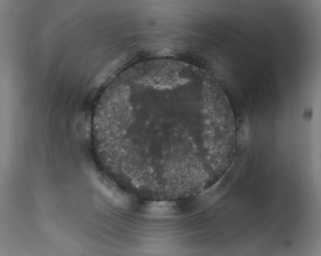 X0000111580179200908271045