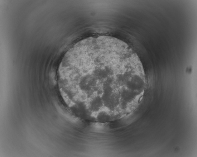 X0000111580187200908271045