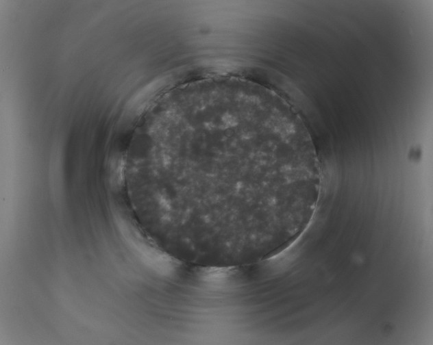 X0000111580191200908271045