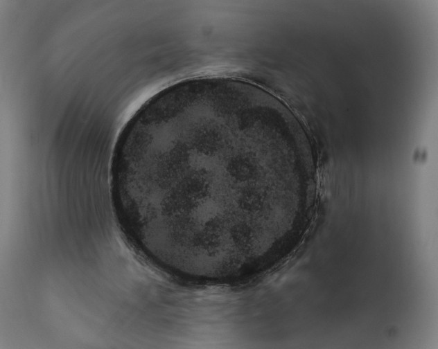 X0000111580196200908271044