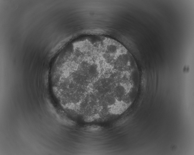 X0000111580206200908271044