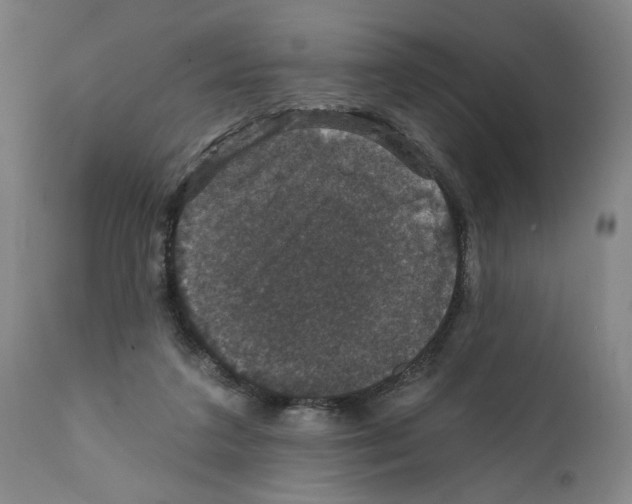 X0000111580211200908271044