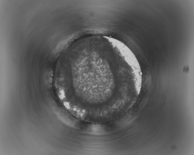 X0000111580264200908271043