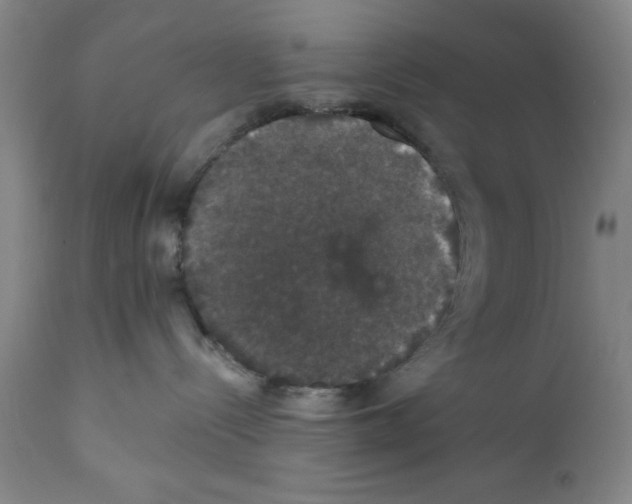 X0000111580288200908271043