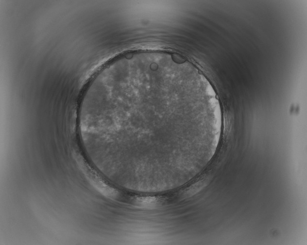 X0000111580301200908271042