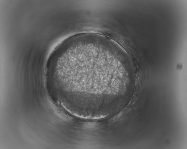 X0000111580342200908271041