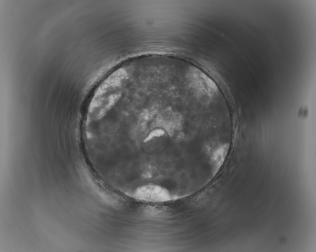 X0000111580346200908271041