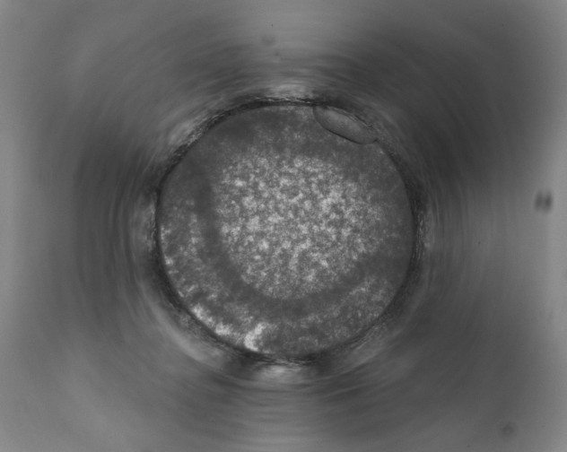 X0000111580364200908271041