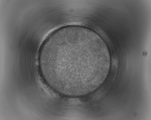 X0000111580628200908271037