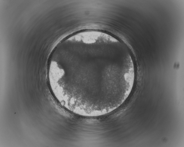 X0000111580837200908271034