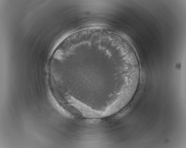 X0000111580859200908271034