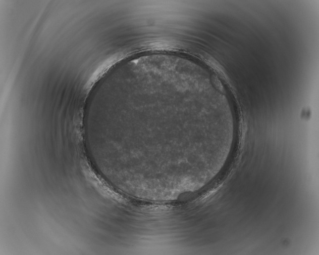 X0000111580930200908271032