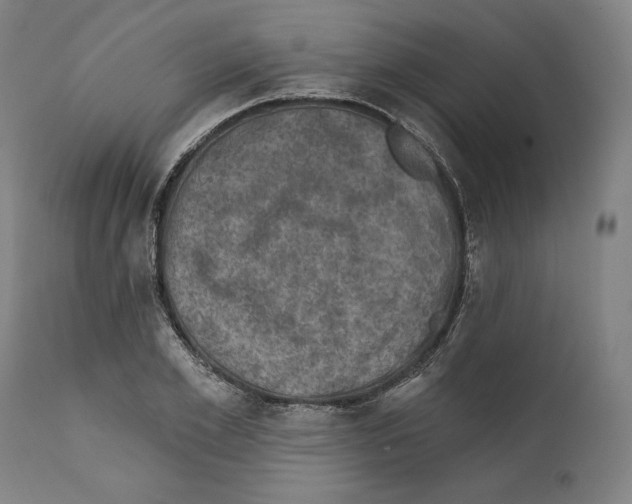 X0000111580981200908271031