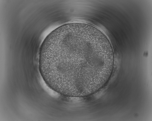 X0000111581003200908271031