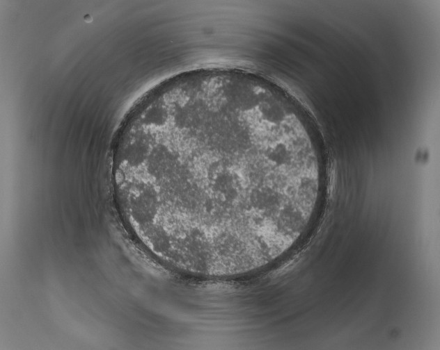 X0000111581021200908271030