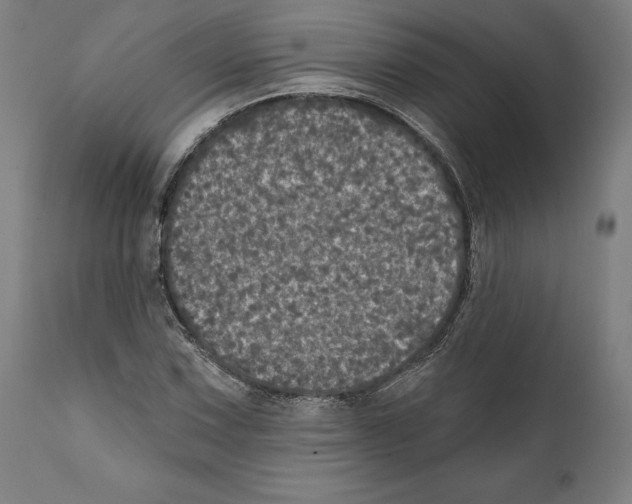 X0000111581067200908271030