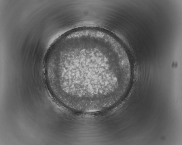 X0000111581070200908271030