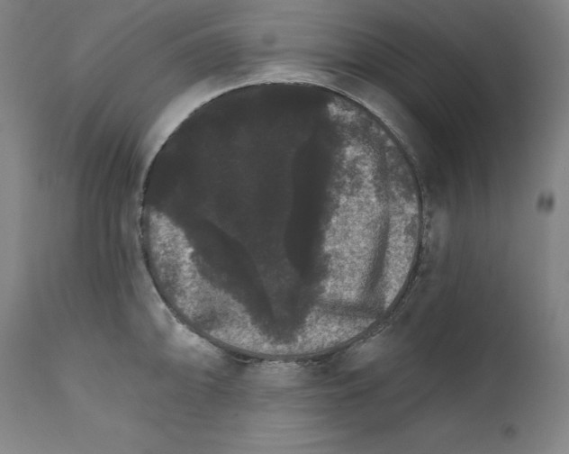 X0000111581094200908271029