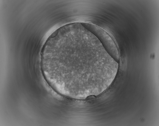 X0000111581096200908271029