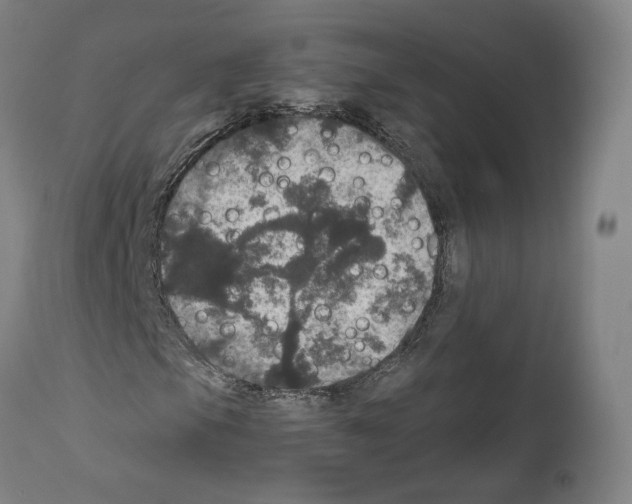 X0000111581105200908271029