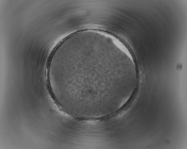 X0000111581125200908271029