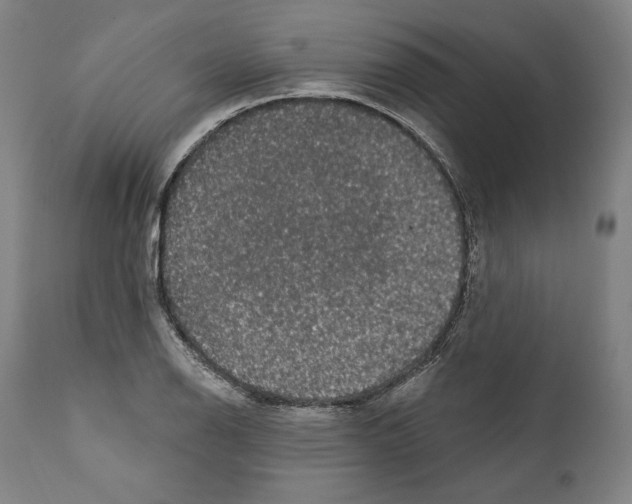 X0000111581126200908271029