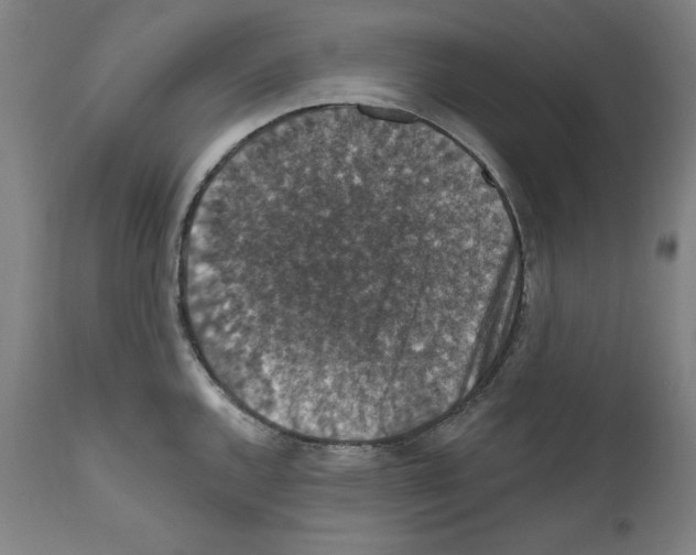 X0000111581144200908271029