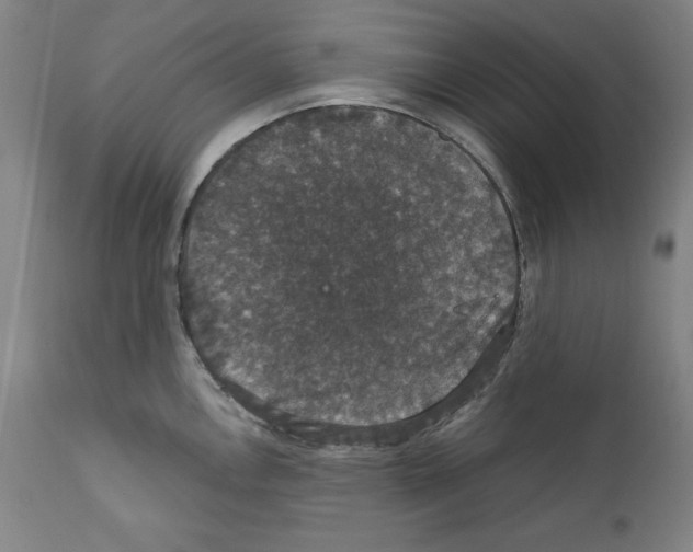 X0000111581146200908271029