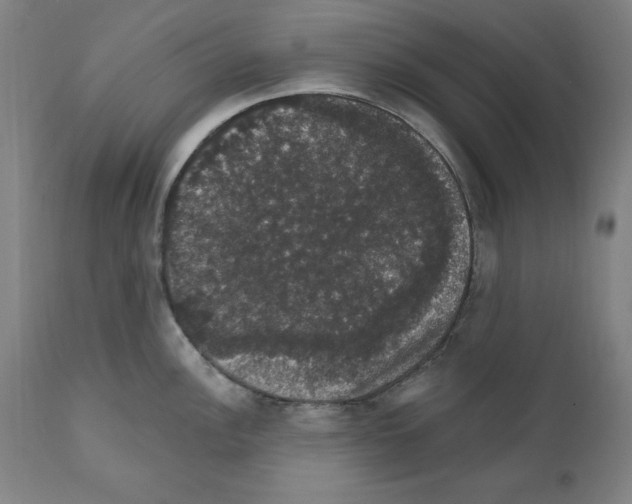 X0000111581148200908271029