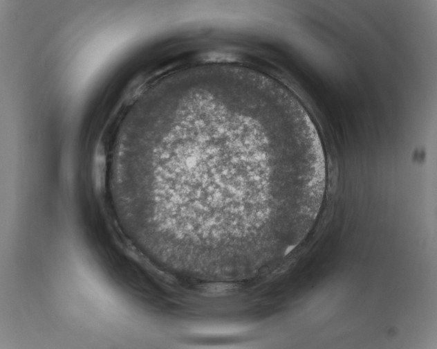 X0000111581151200908271029