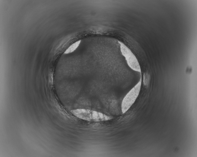 X0000111581155200908271029