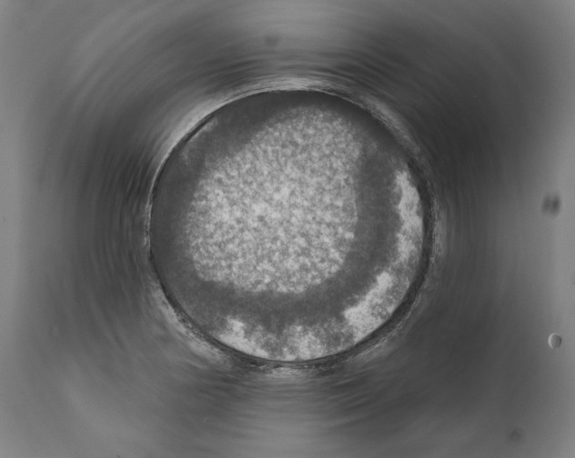 X0000111581178200908271028