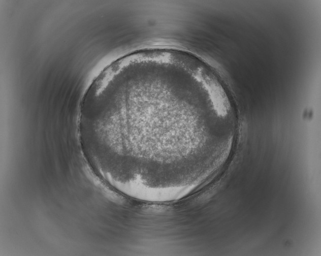 X0000111581374200908271025