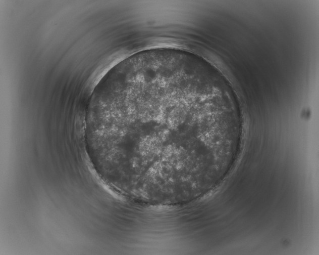 X0000111581377200908271025